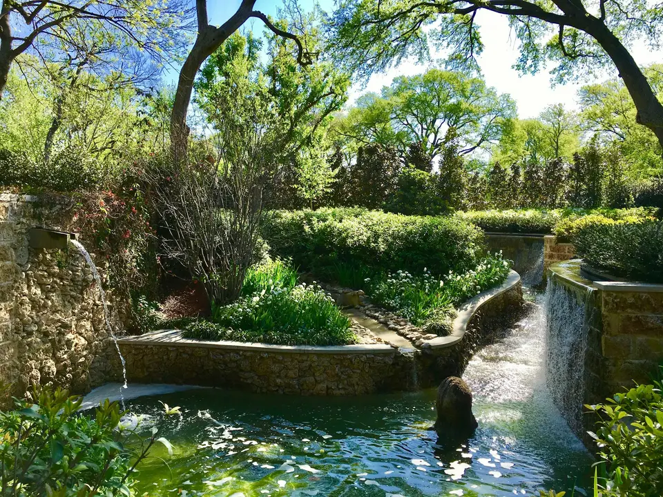 green-leafed tree — Dallas–Fort Worth