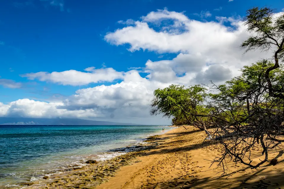 green tree on brown sand near sea under blue and white cloudy sky during daytime — Maui