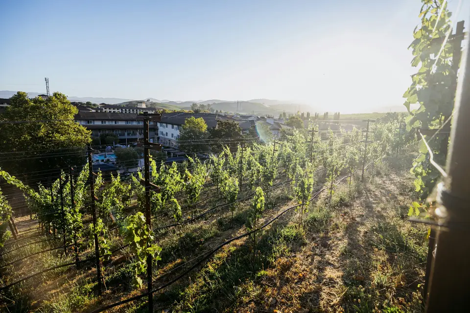 Green grapevines in a sunny vineyard landscape — Napa Valley