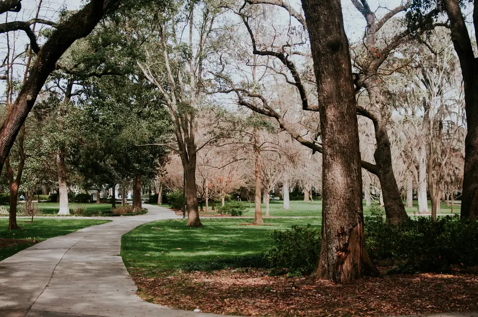 photo of pathway between trees — Savannah